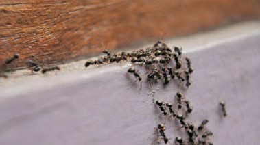 5 أسباب خفية وحلول فعالة للنمل 5 أسباب خفية وحلول فعالة للنمل