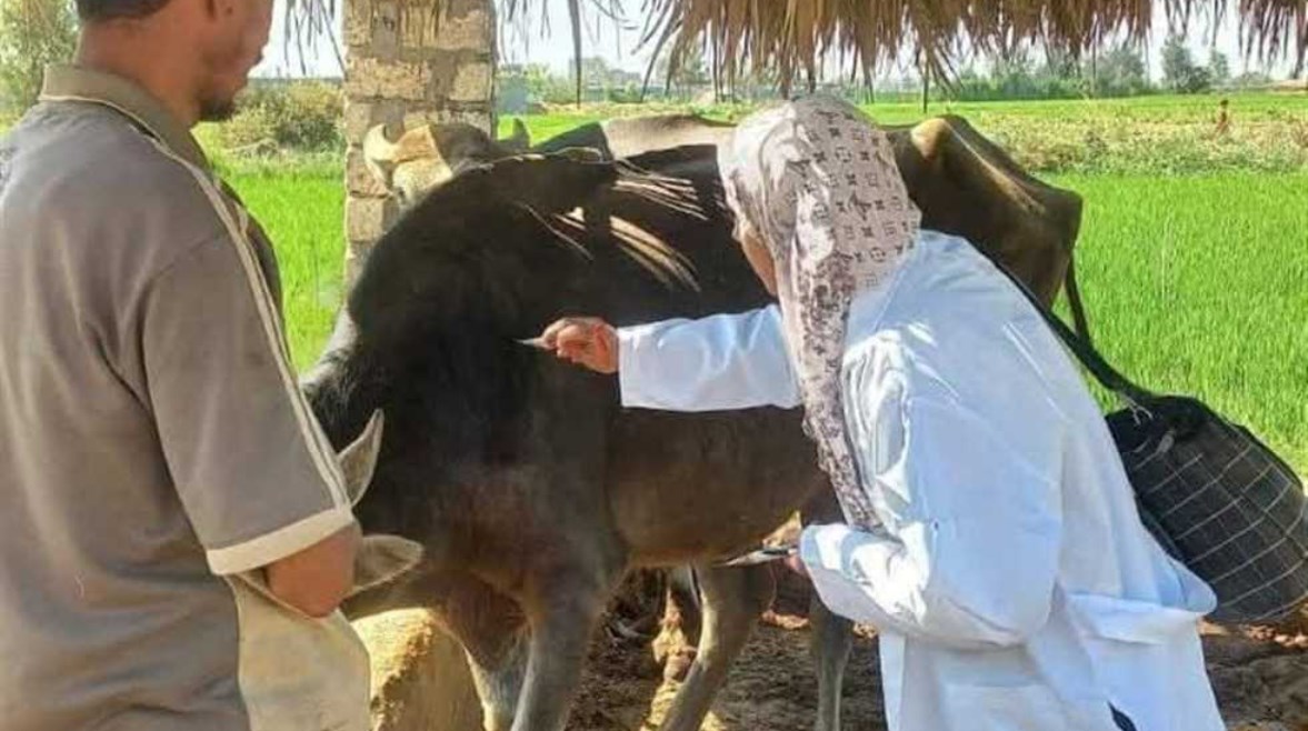 تحصين ماشية - أرشيفية