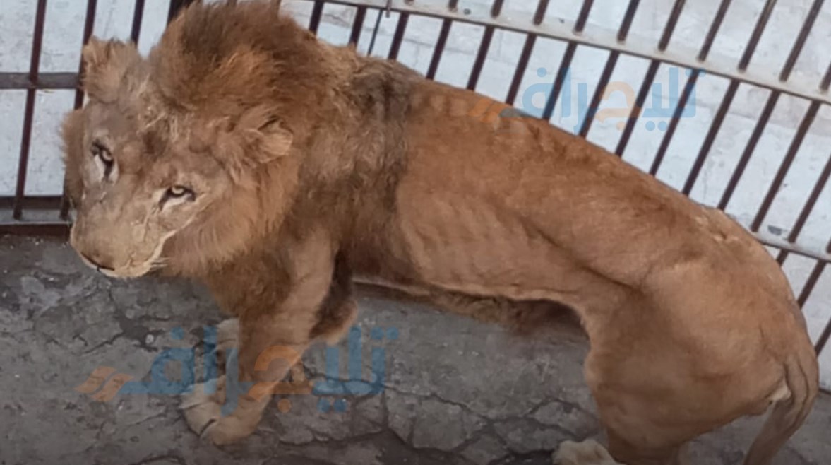 أحد الأسود في حديقة حيوان الجيزة أحد الأسود في حديقة حيوان الجيزة