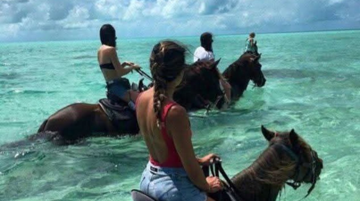سياحة الخيول بين الأمواج سياحة الخيول بين الأمواج