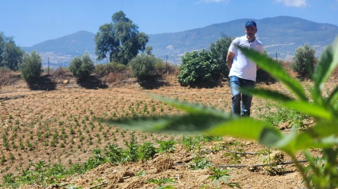 مزارع الحشيش المعربي مزارع الحشيش المعربي