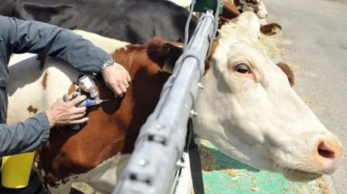 أستراليا تطور أول لقاح ضد الحمى القلاعية 