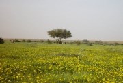 موسم الوسم 1447