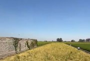 الأرز البسمتى قبل حصاده