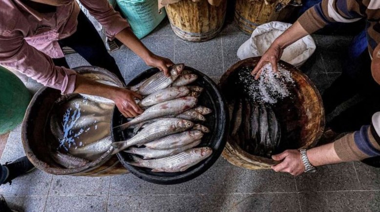 صناعة الفسيخ في مصر