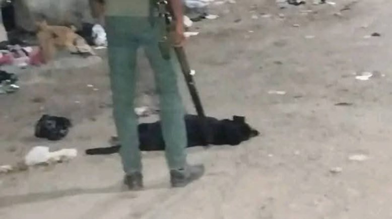 صورة الكلب الضال بعد القضاء عليه 
