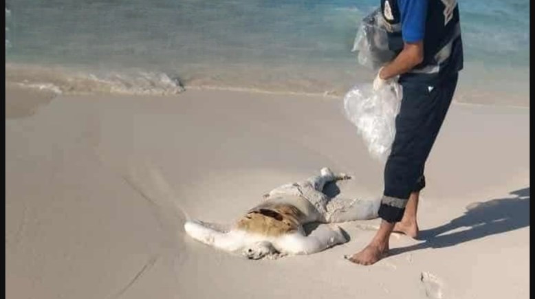 يرجح هجرة غير شرعية .. استمرار تدفق جثث متحللة علي شواطئ براني بمطروح
