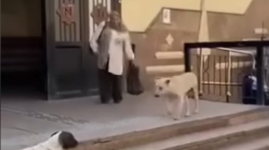 السيدة المسنة وأحد كلاب الشارع