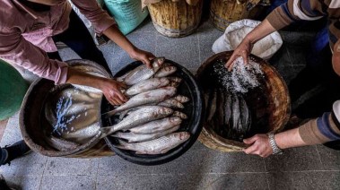صناعة الفسيخ في مصر