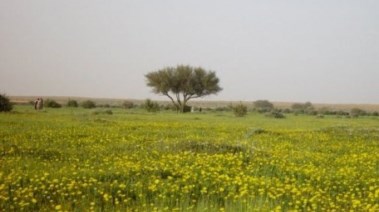 موسم الوسم 1447