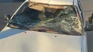 عجل هائج يصدم سيارة مواطن في بورسعيد.. والأسرة تطالب بتعويض عاجل