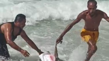صورة التمساح اثناء انقاذه 