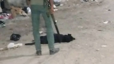 صورة الكلب الضال بعد القضاء عليه 