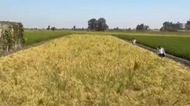 الأرز البسمتى قبل حصاده