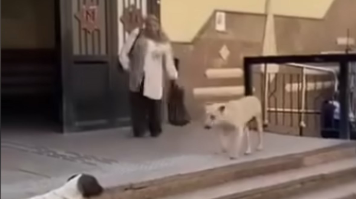 السيدة المسنة وأحد كلاب الشارع