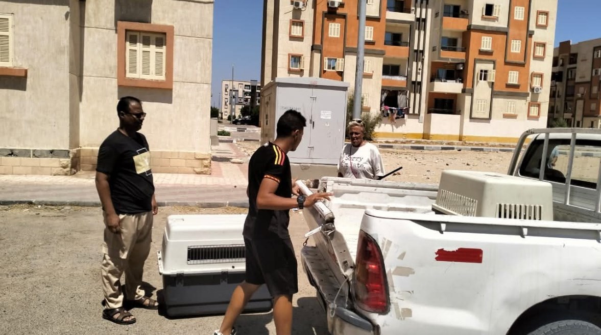 جانب من حملة منع الكلاب الضالة بشوارع الغردقة جانب من حملة منع الكلاب الضالة بشوارع الغردقة