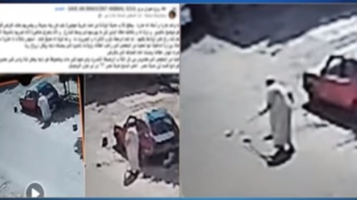 جانب من واقعة الاعتداء على كلاب صغيرة بمدينة نصر