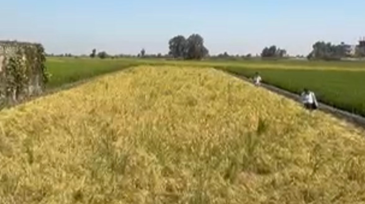 الأرز البسمتى قبل حصاده الأرز البسمتى قبل حصاده