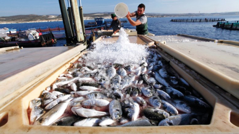 الثروة السمكية