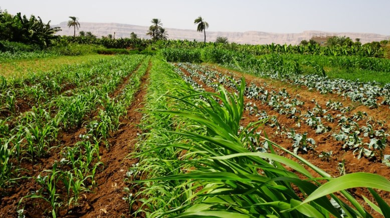 المحاصيل الزراعية