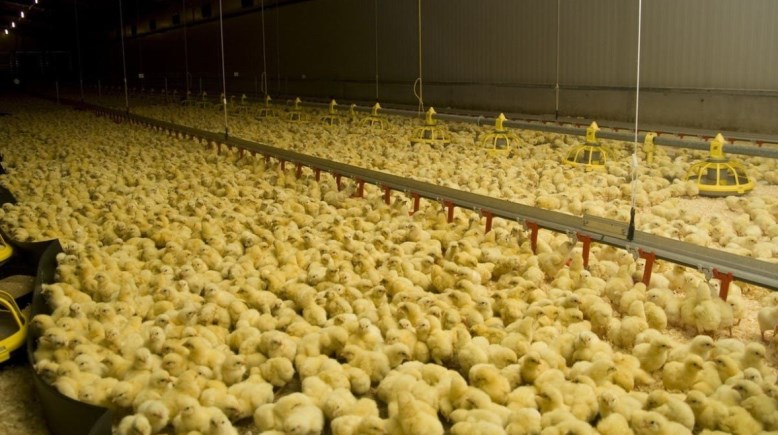 أسعار الكتاكيت