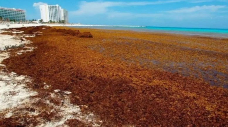 طحالب بحرية بنية اللون تطفو على سطح الماء 