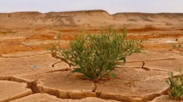 نبات متكيف مع جفاف الصحراء