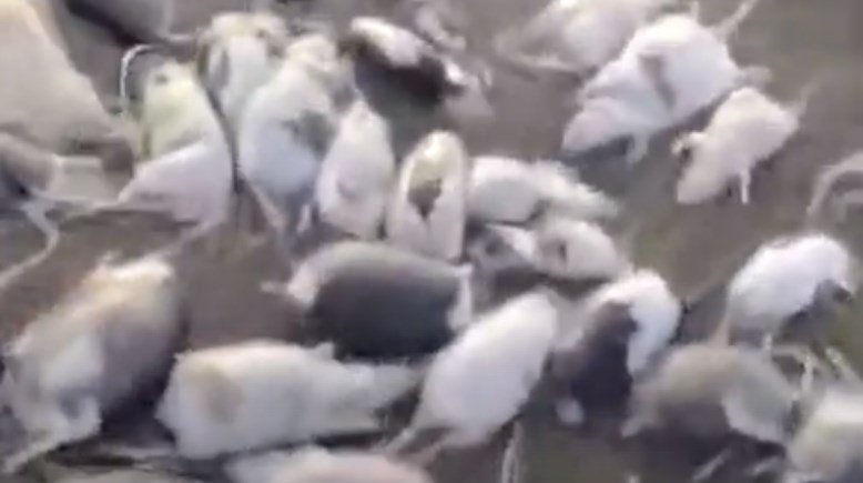 نفوق الفئران على نهر عطبرة