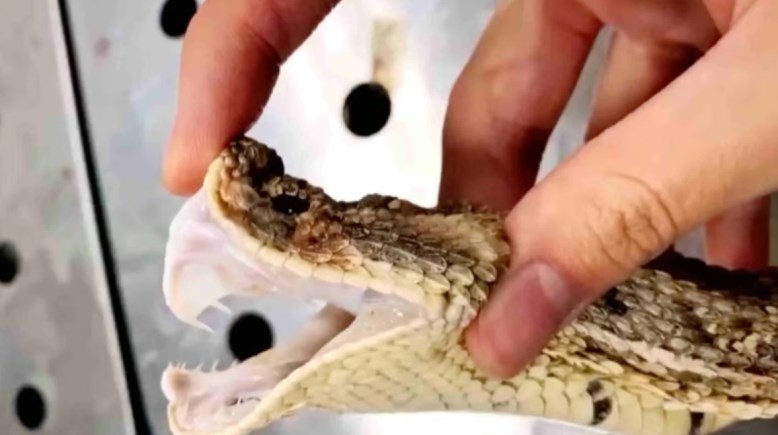 إطعام ثعبان أليف