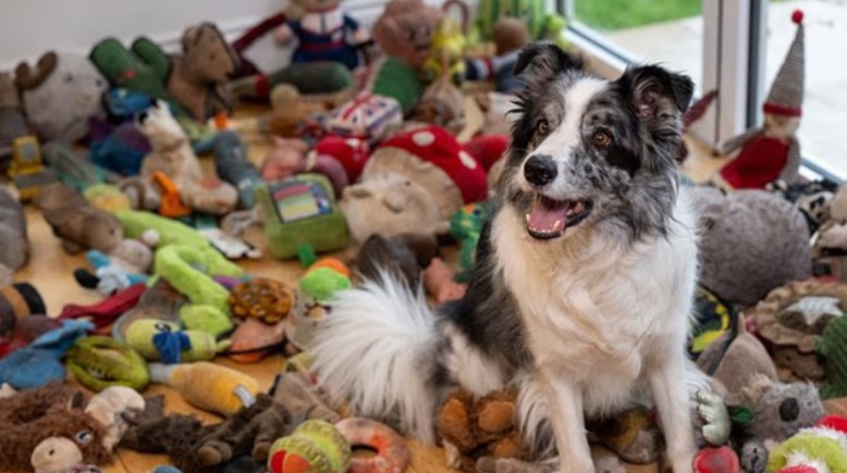 الكلب هارفي