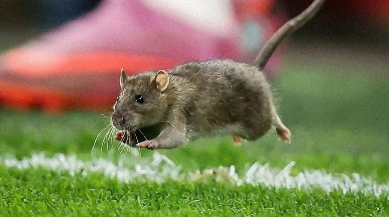 فأر في الملعب- تعبيرية