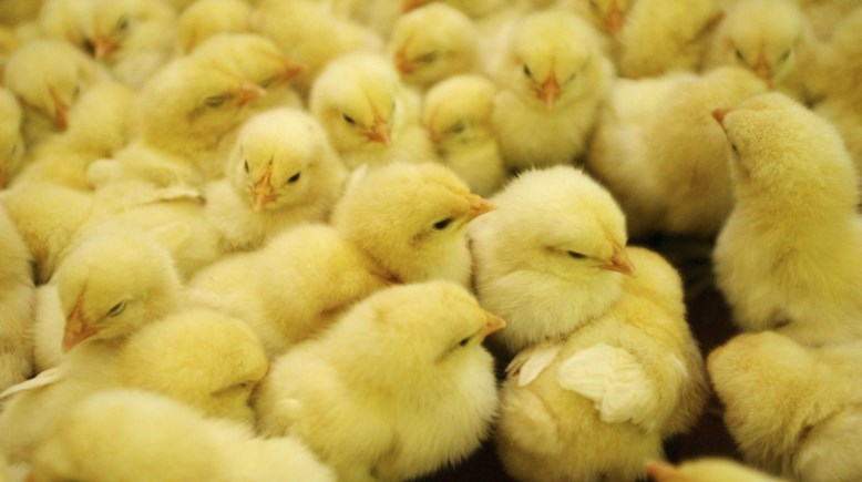 زيادة أسعار الكتاكيت