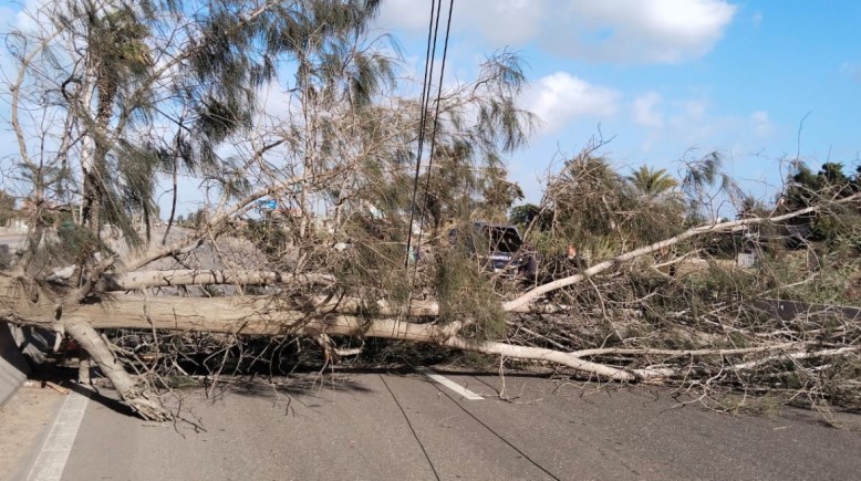 موقع سقوط الشجرة 