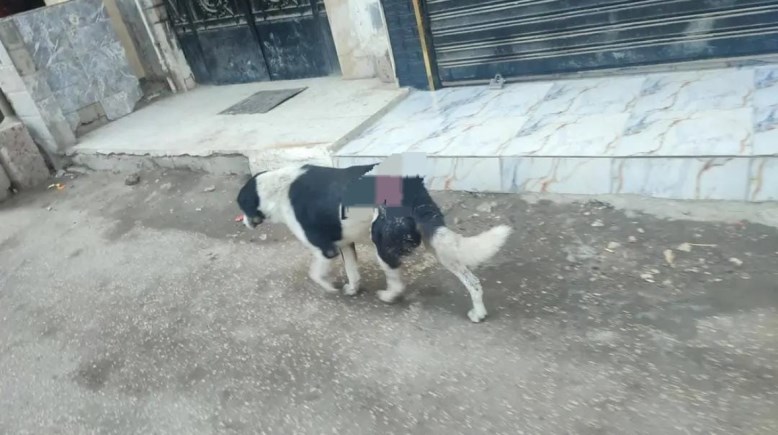 الكلب المضروب بمنطقة عين شمس 