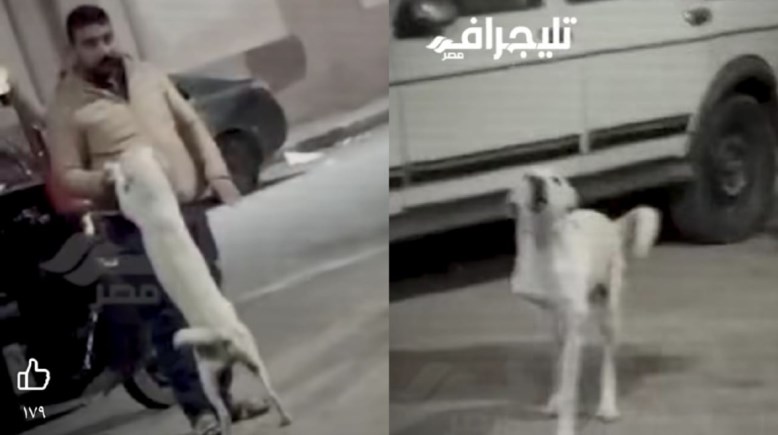 الكلب مع سائق التوكتوك