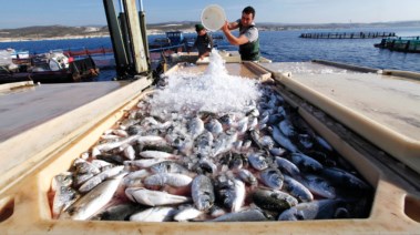 الثروة السمكية