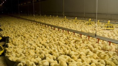 أسعار الكتاكيت