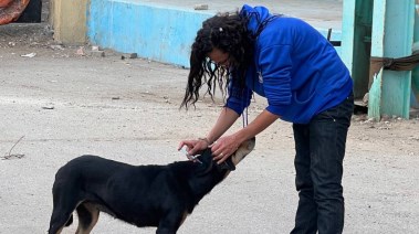 حملات تحصين وتعقيم كلاب الشوارع