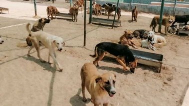 شلتر لإيواء الكلاب الضالة