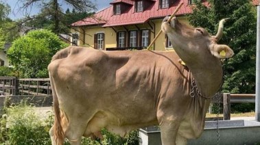 البقرة فيرونيكا