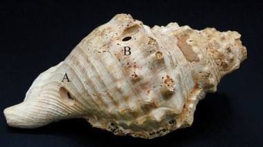 بوق من الصدف