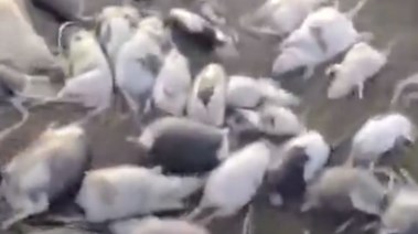 نفوق الفئران على نهر عطبرة