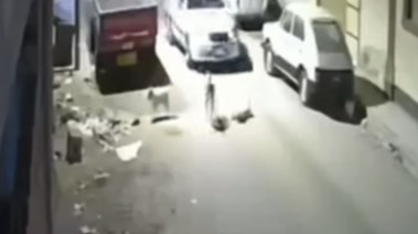 قائد سيارة يدهس كلب بحلمية الزيتون