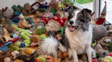 الكلب هارفي