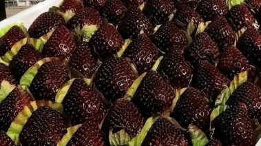 فراولة "اللؤلؤة السوداء"