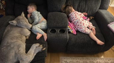 العجل بجانب الأطفال