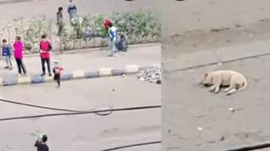 تعدي الصغار على الكلاب