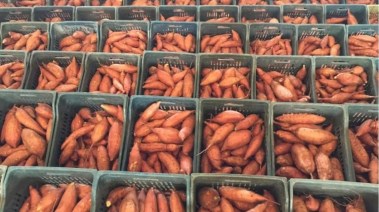 أطنان من البطاطا الحلوة- تعبيرية