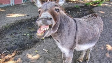 حمار - أرشيفية