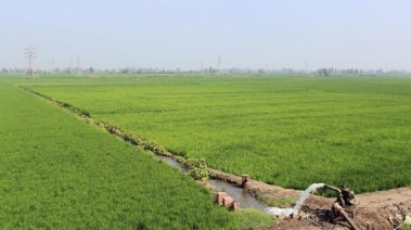 حالة طقس اليوم على المزروعات - أرشيفية